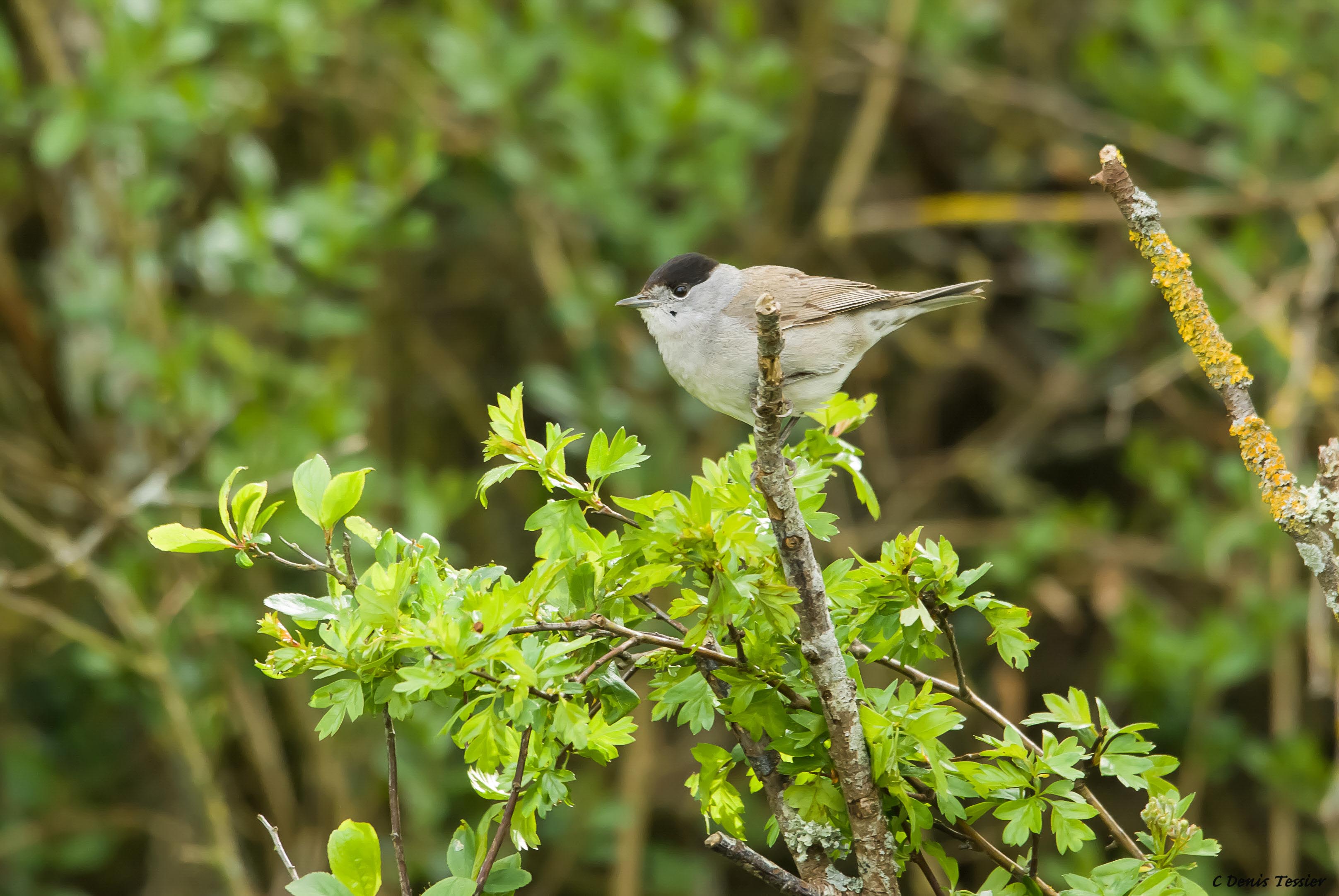 une fauvette à tête noire, un oiseau parmi la biodiversité de la ferme